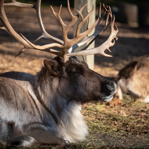 Reindeer laying down