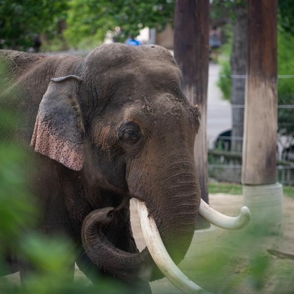 Bull Asian elephant