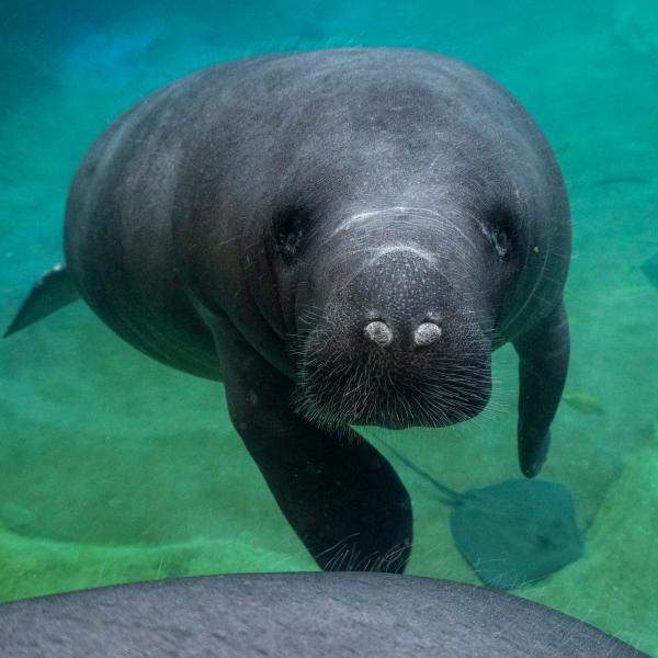 Close-up photo of a young manatee at the Columbus Zoo and Aquarium