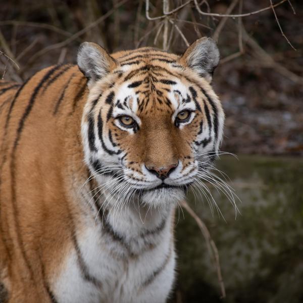 Amur Tiger