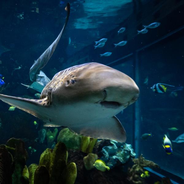 Zebra shark