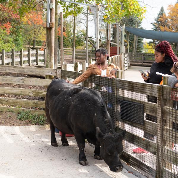 Children petting a mini dexter cow