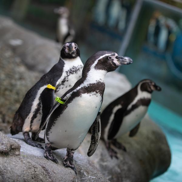 Humboldt Penguin