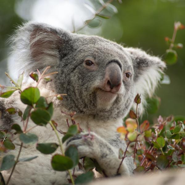 Koala