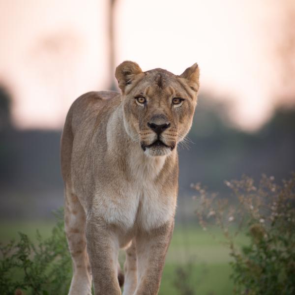 African Lion