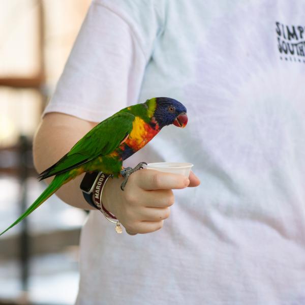 lorikeet eating from a guests hand