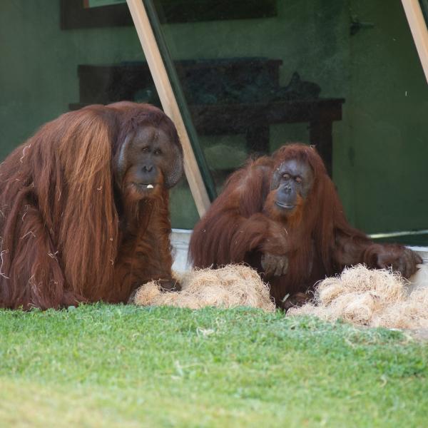 Orangutans