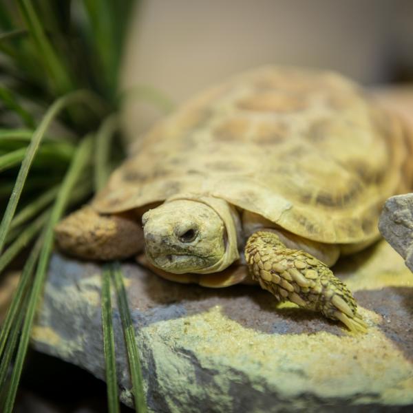 Pancake tortoise
