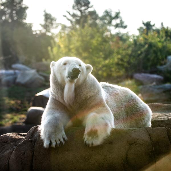 Polar bear