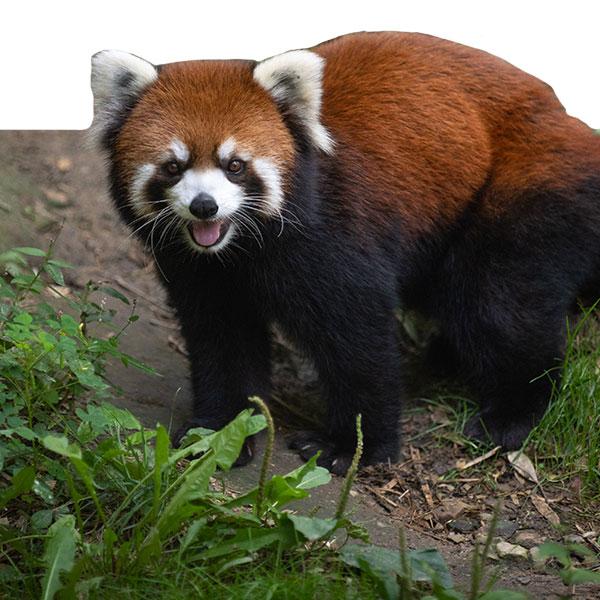 Red Panda