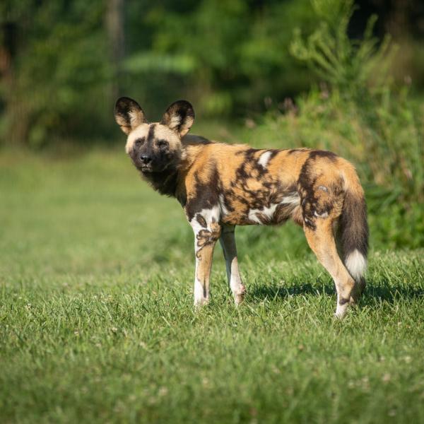 African Painted Dog