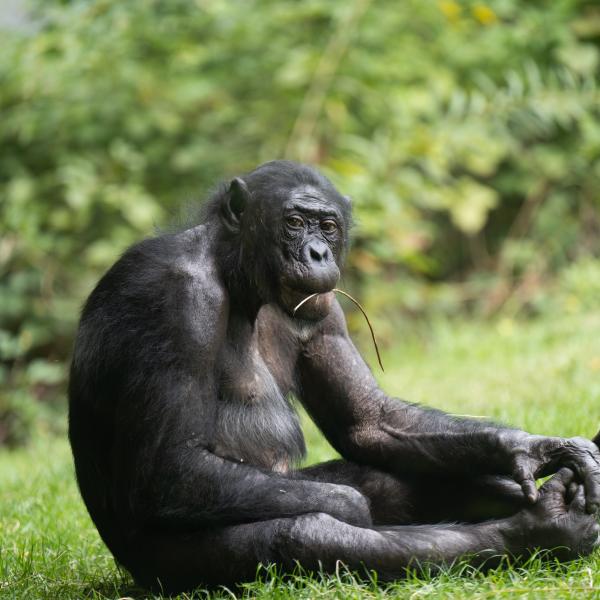 Bonobo