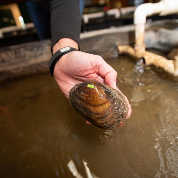 Freshwater mussel
