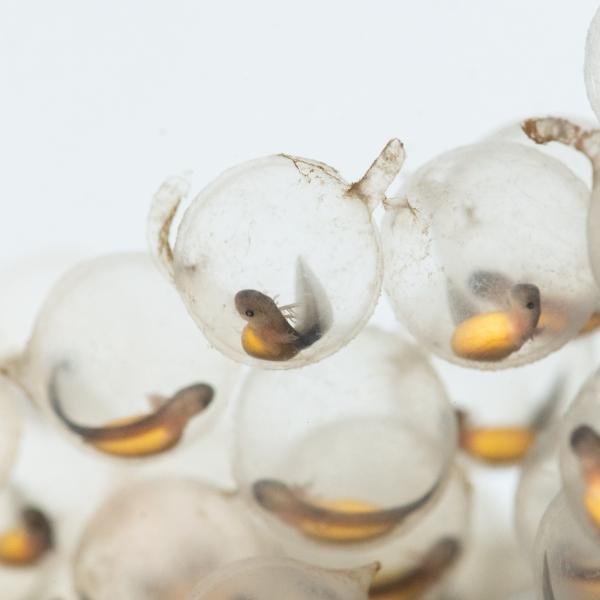 Hellbender Eggs