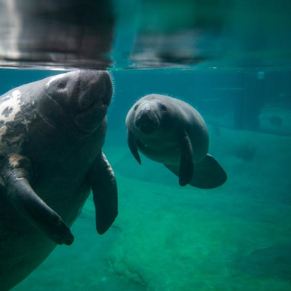 Manatees