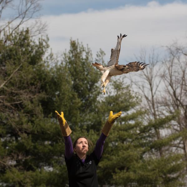 Red-tailed Hawk Release