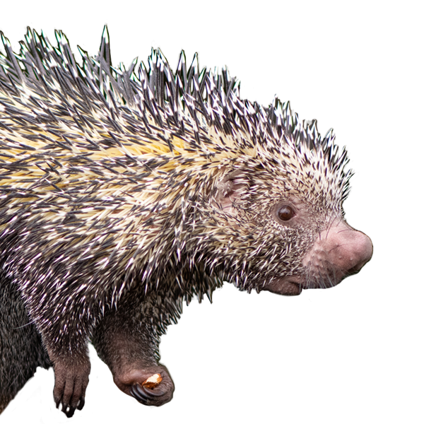 prehensile tailed porcupine