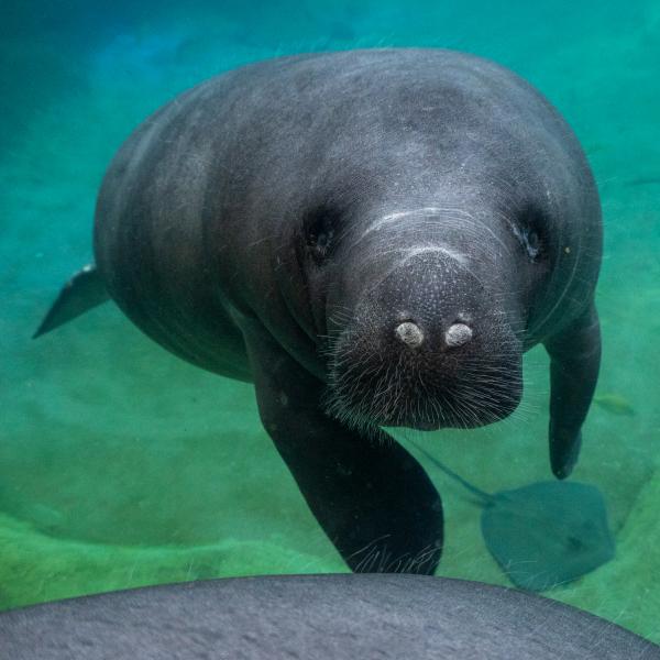Manatee underwater
