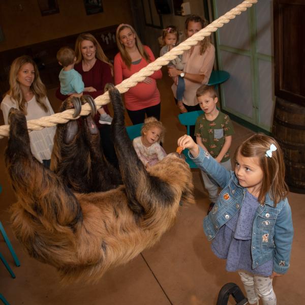 Guest feeding sloth