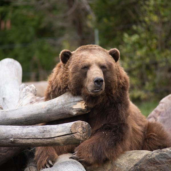 Brown Bear