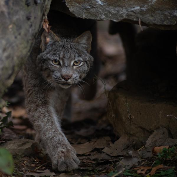 Canada Lynx