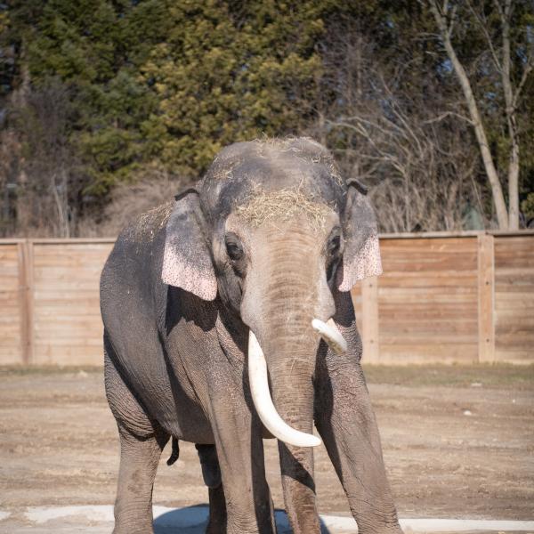 Asian Elephant
