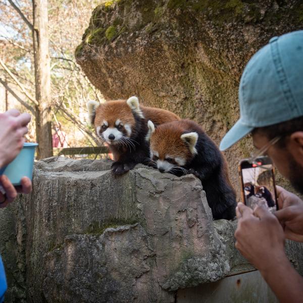 Red Panda Experience