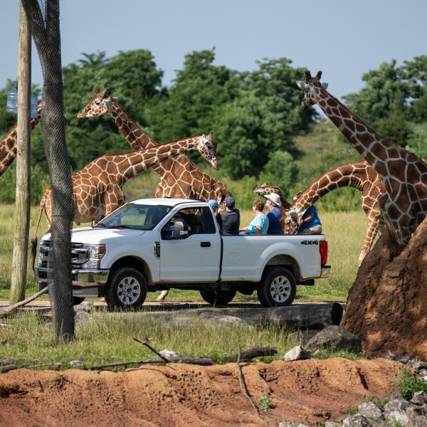 Savanna Tour