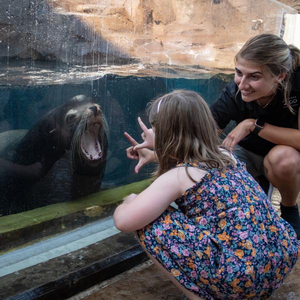 Sea Lion Experience