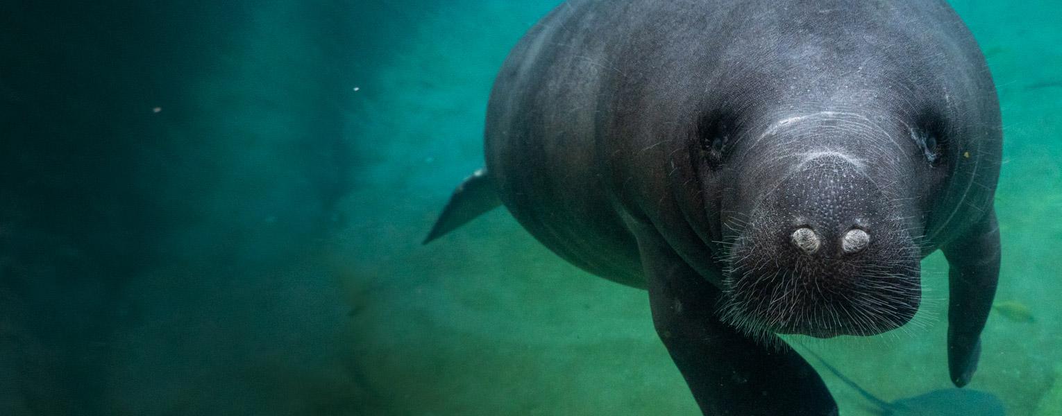 manatee swimming
