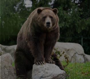 Brown Bear